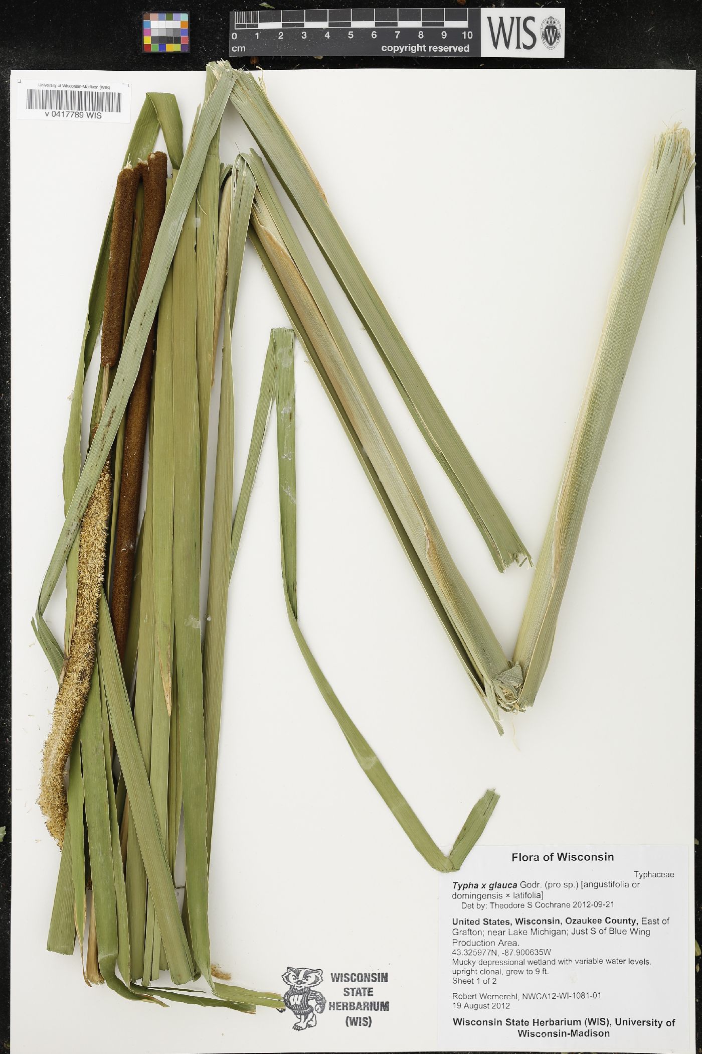 Typha X glauca image