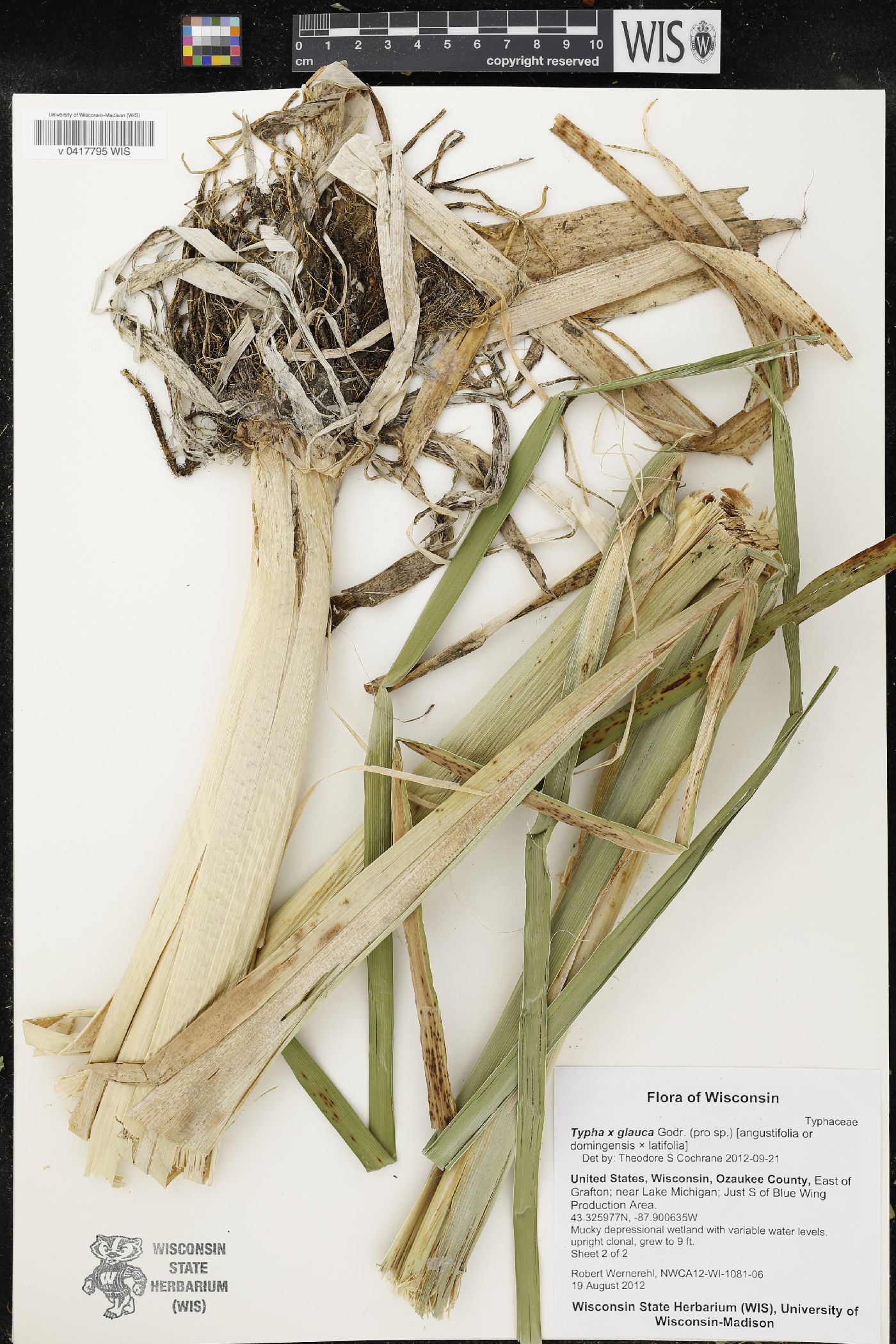 Typha X glauca image