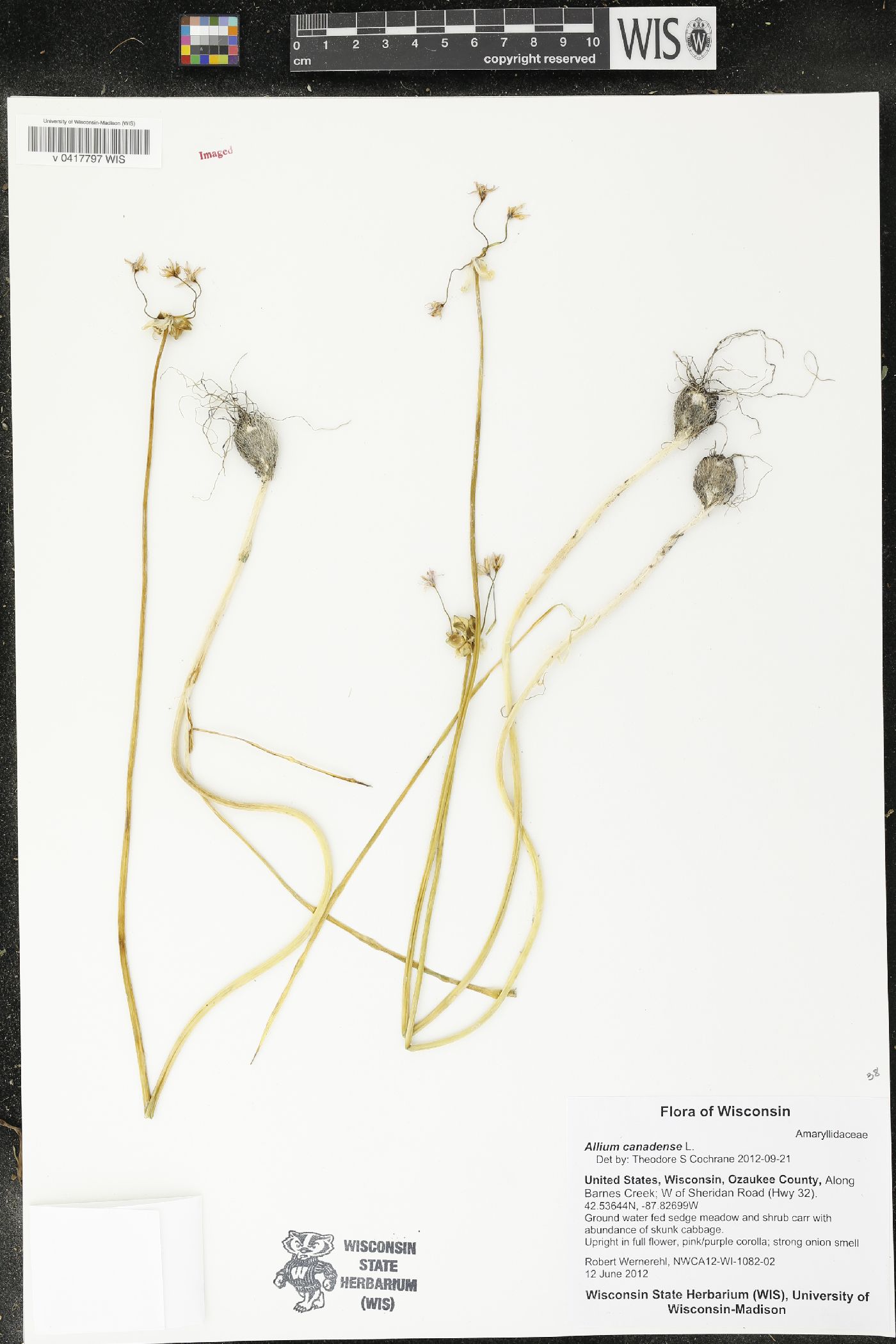 Allium canadense image