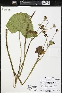 Caltha palustris image