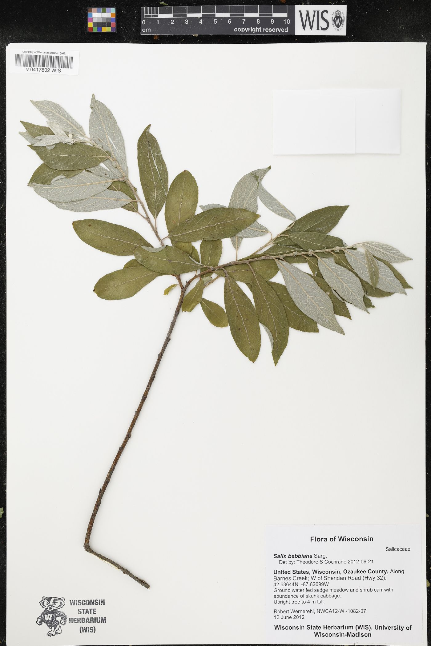 Salix bebbiana image