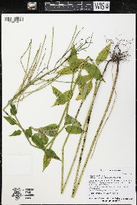 Hesperis matronalis image
