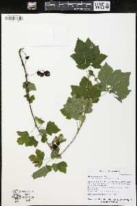 Ribes americanum image