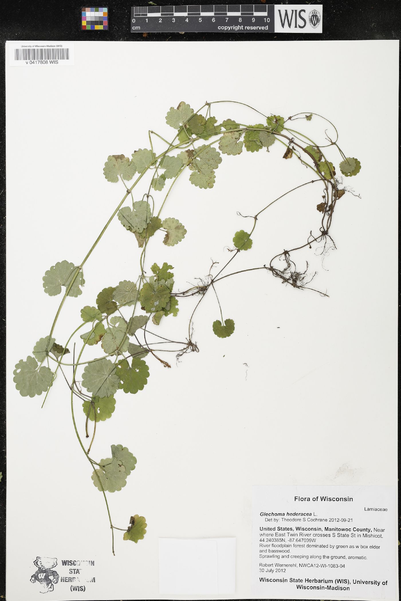 Glechoma hederacea image