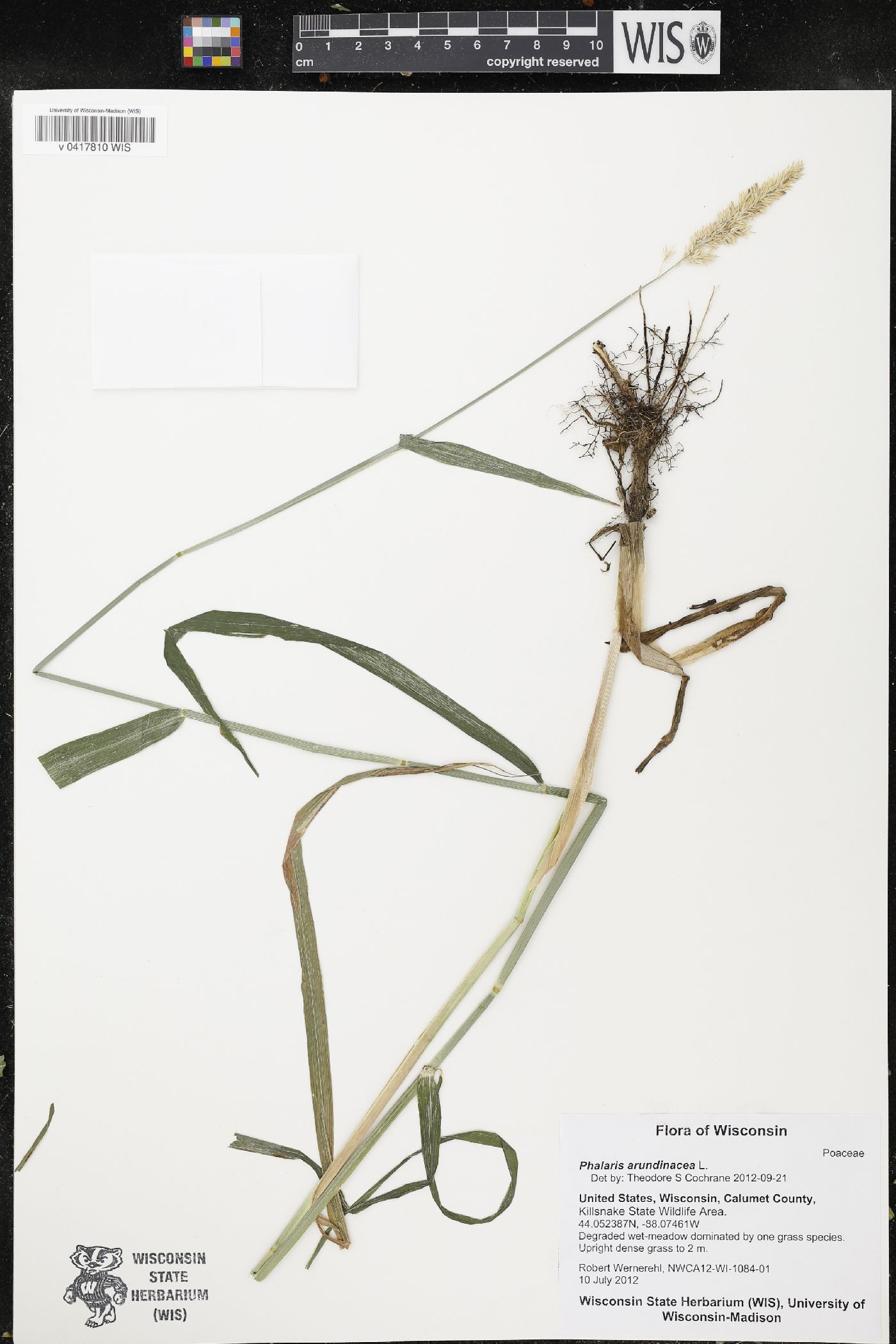 Phalaris arundinacea image