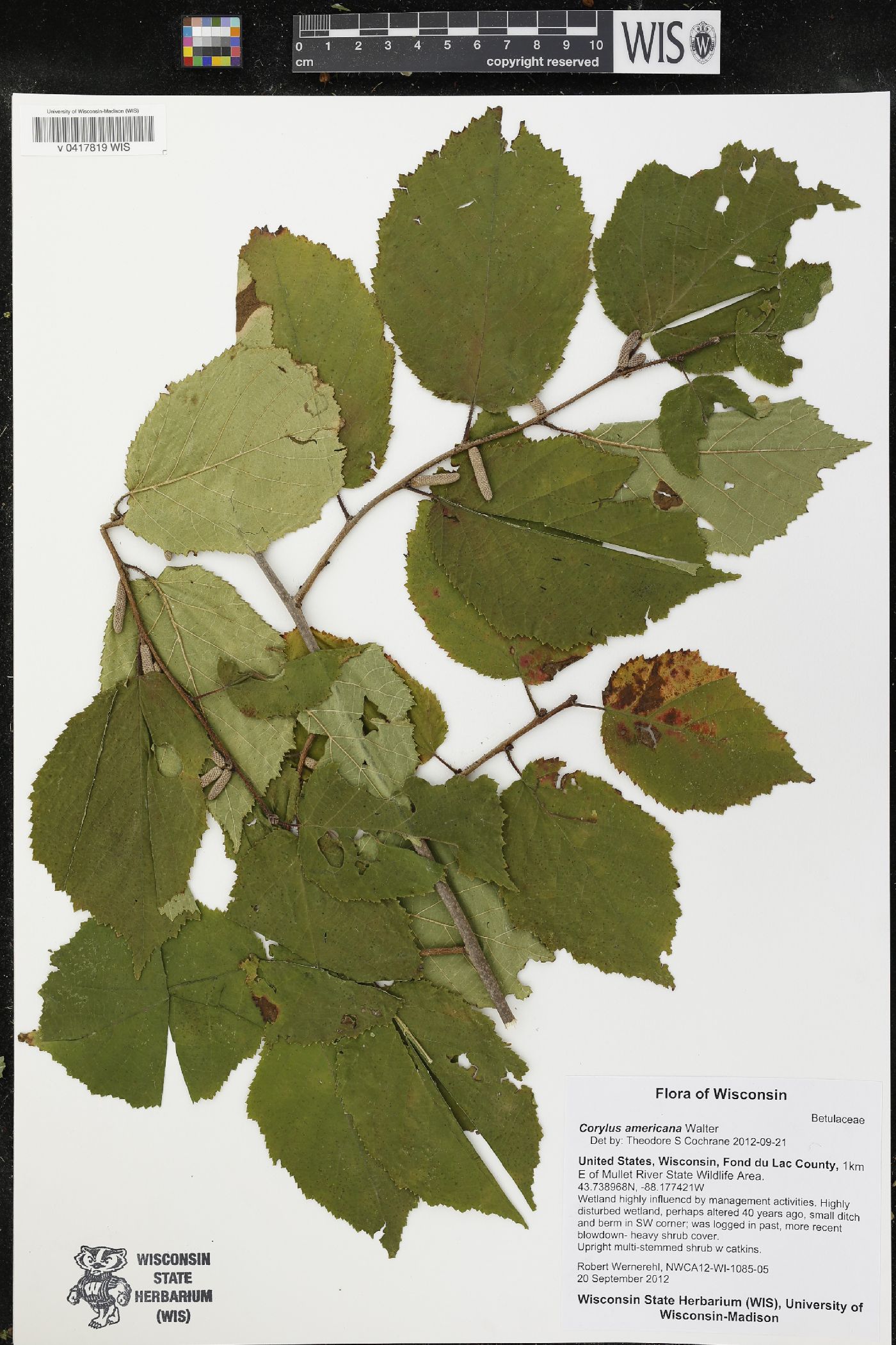 Corylus americana image