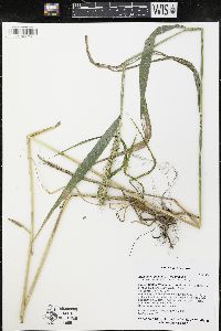 Elymus virginicus var. virginicus image