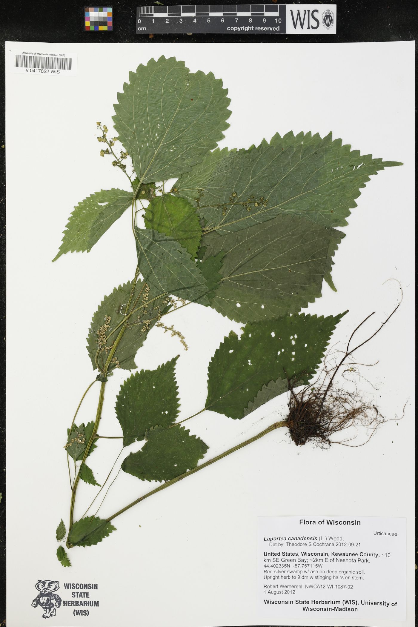 Laportea canadensis image