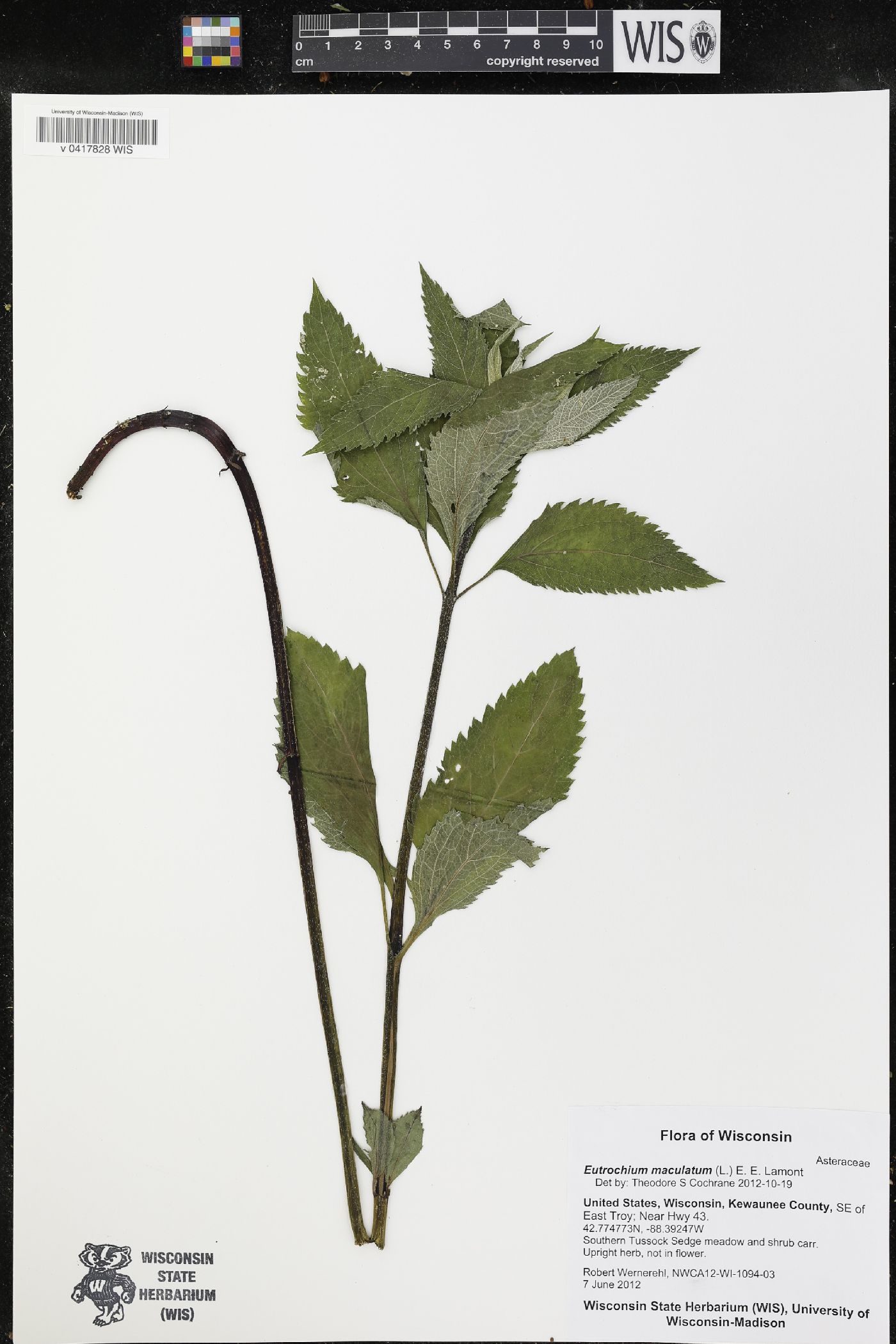 Eutrochium maculatum image
