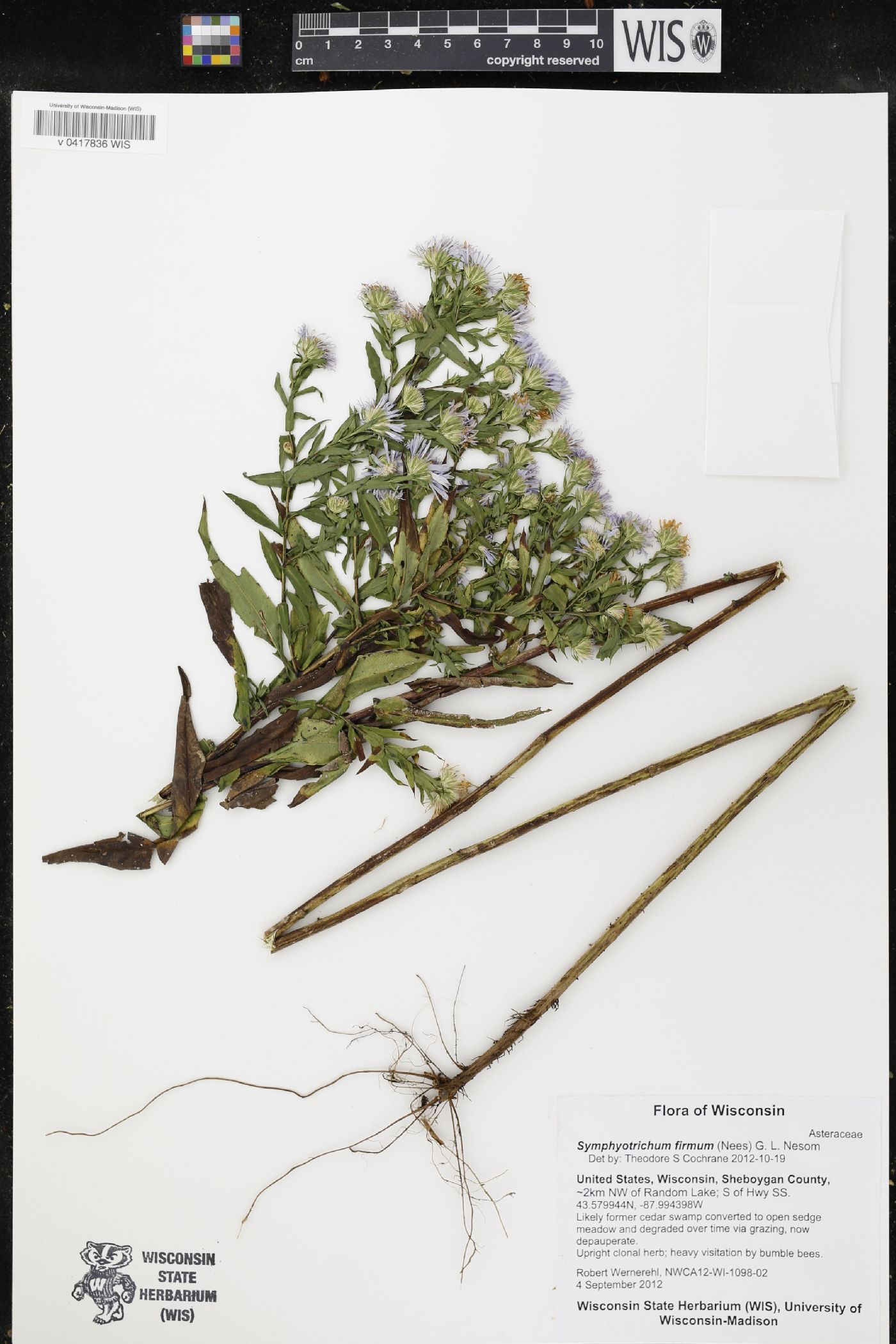 Symphyotrichum firmum image