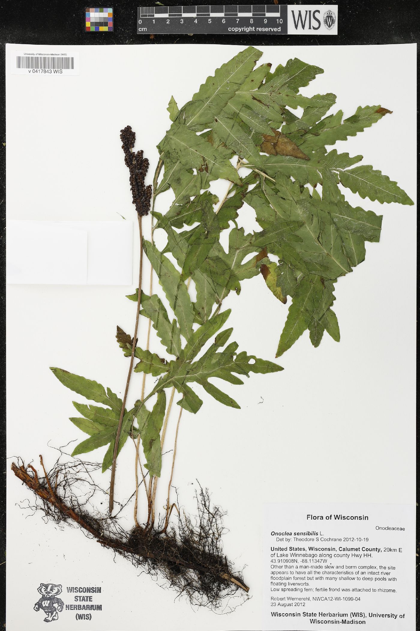 Onoclea sensibilis image
