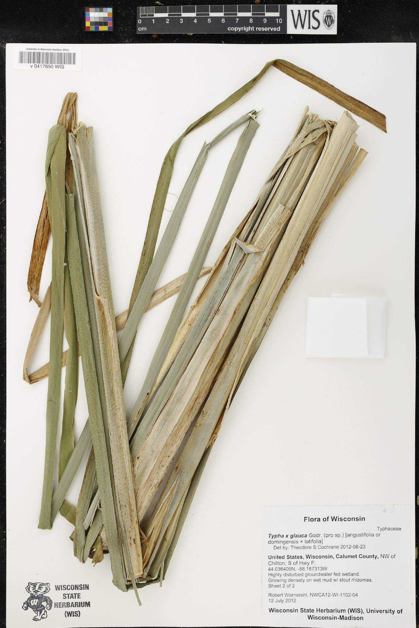 Typha X glauca image