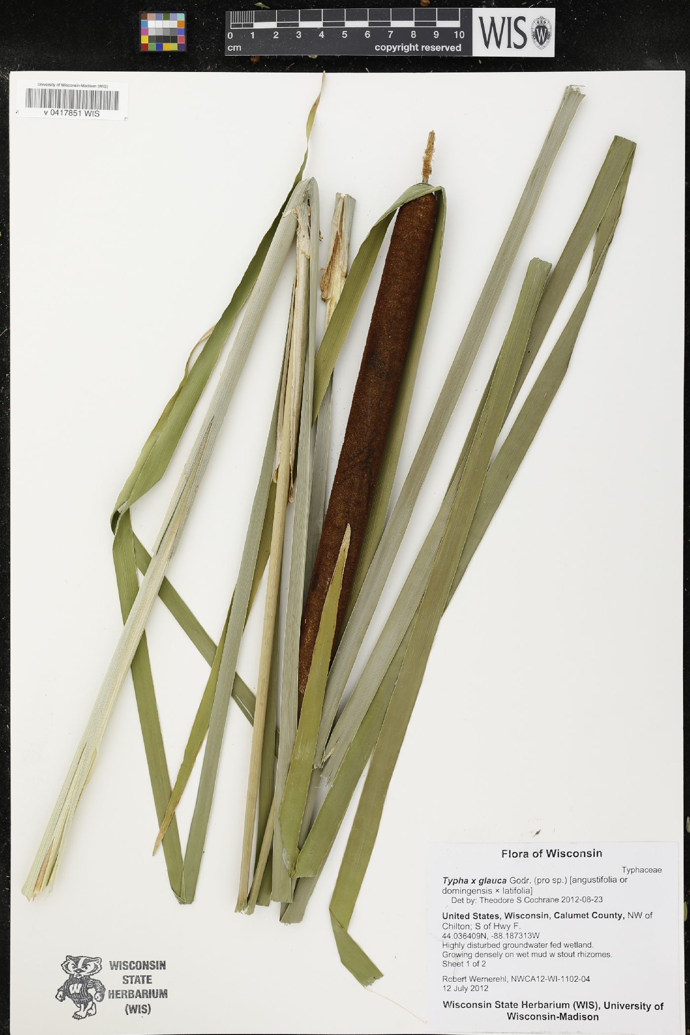 Typha X glauca image