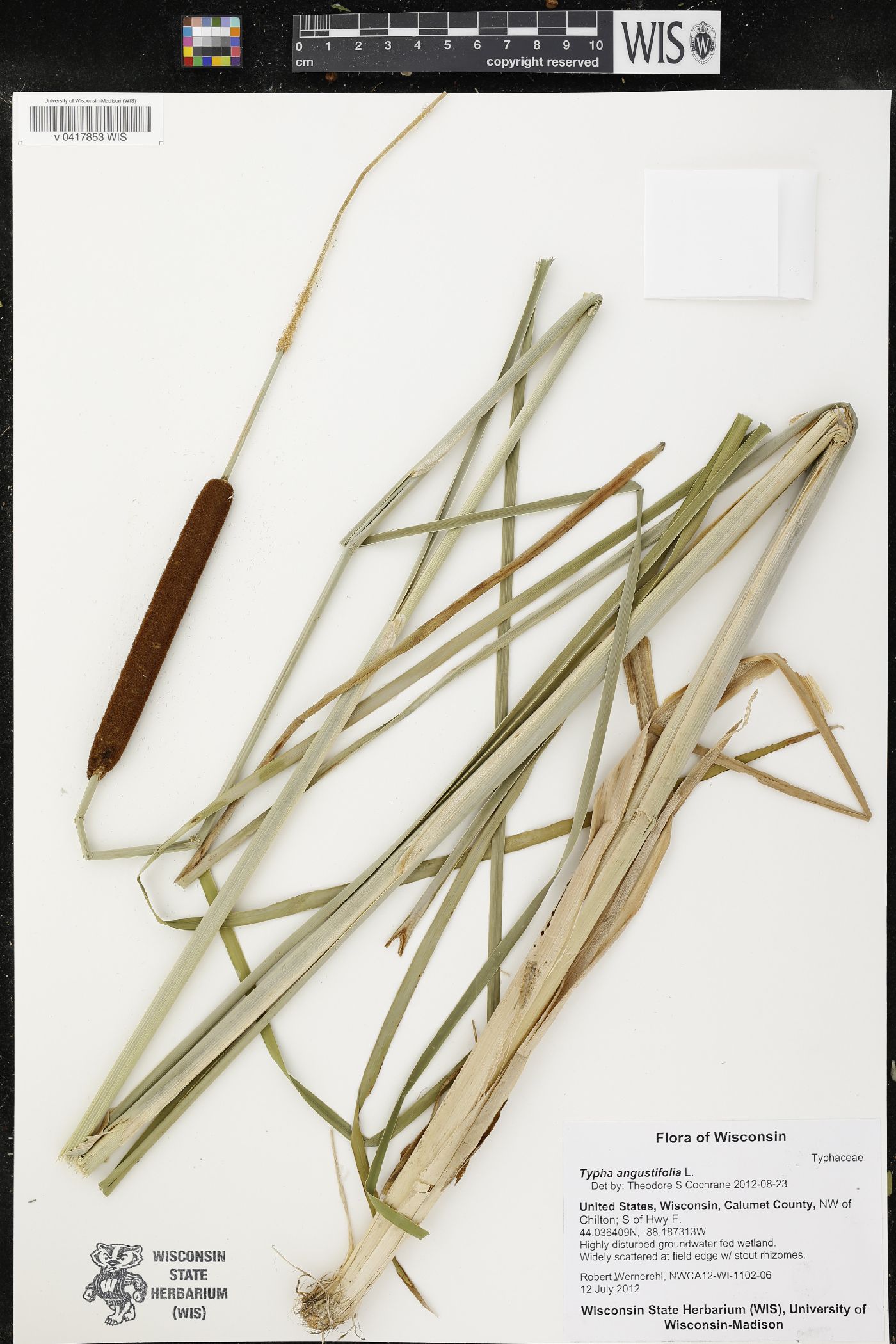 Typha angustifolia image
