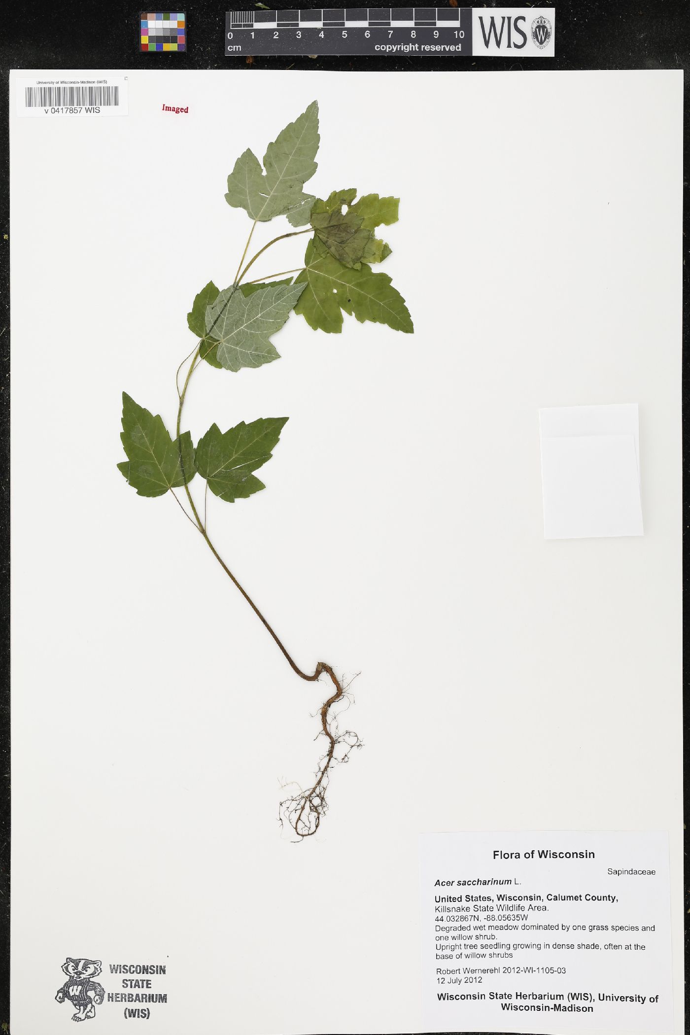 Acer saccharinum image