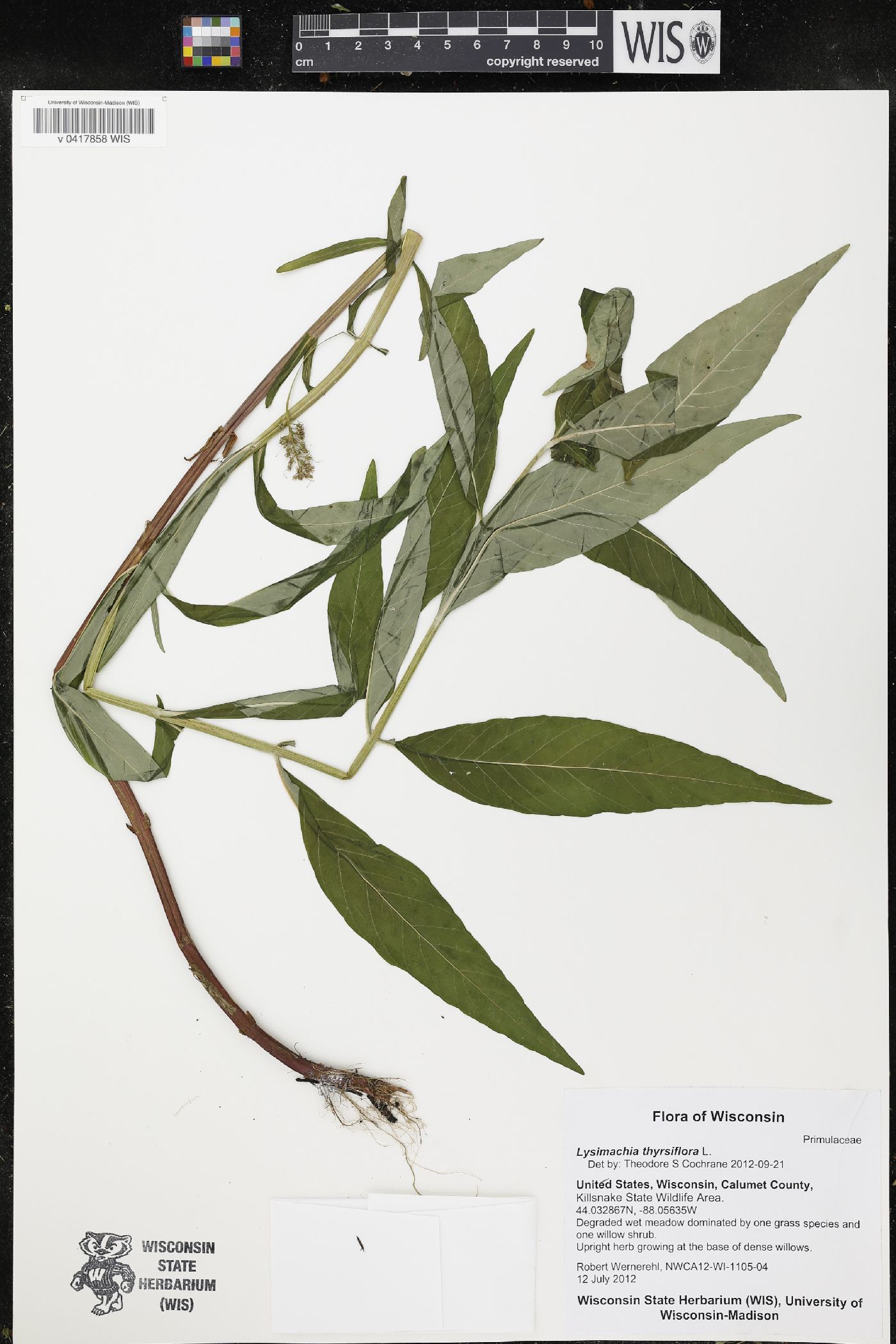 Lysimachia thyrsiflora image