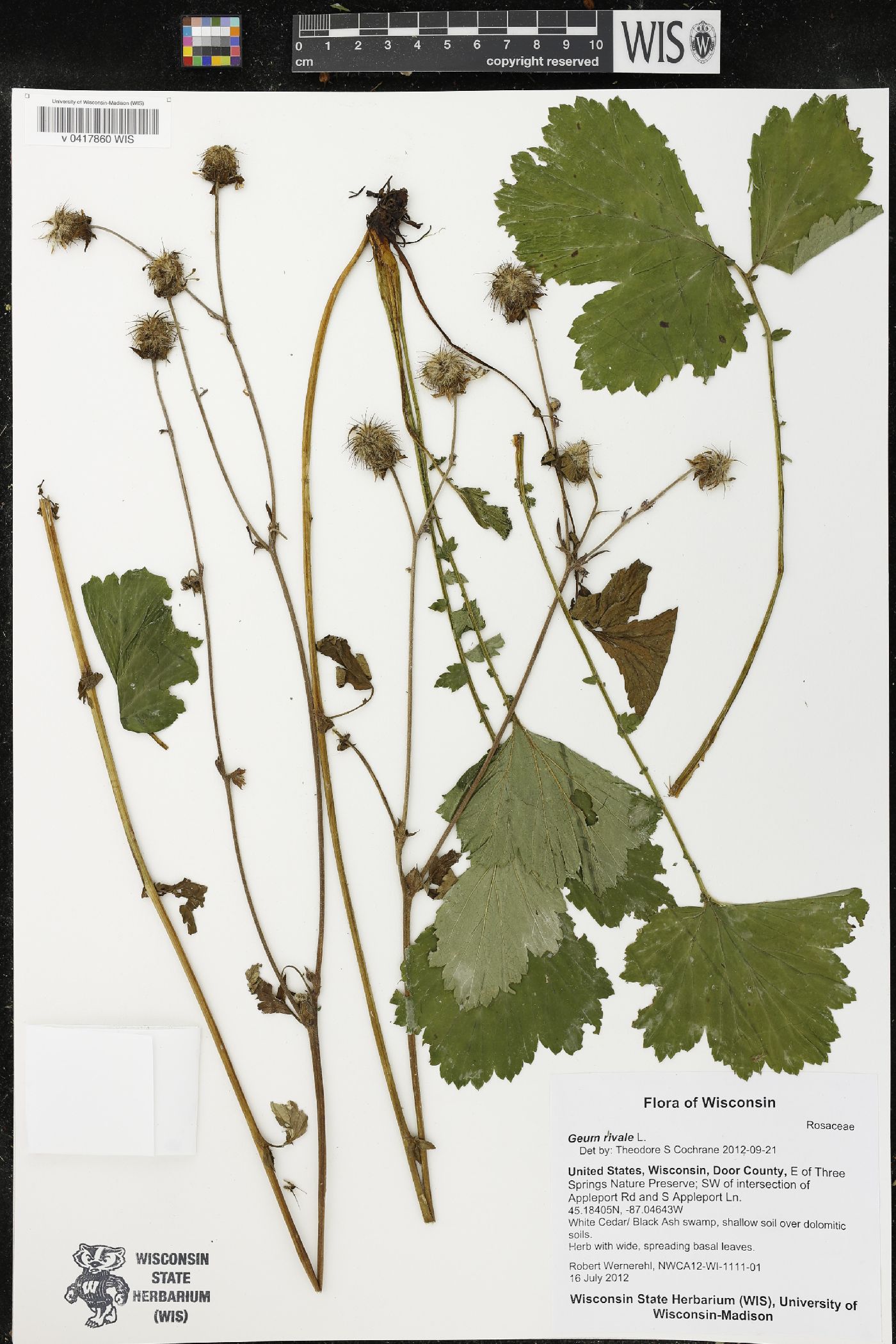 Geum rivale image