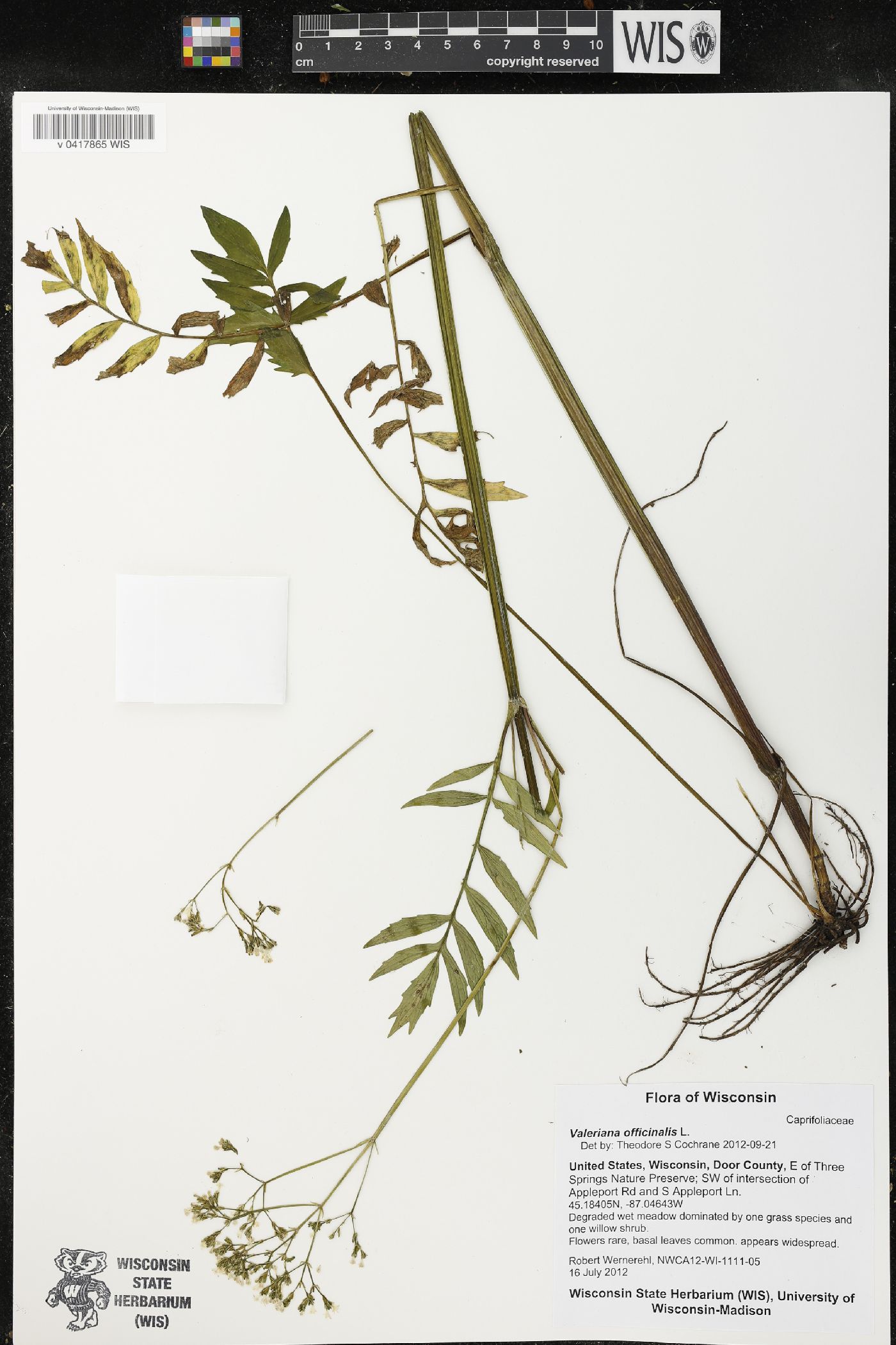Valeriana officinalis image