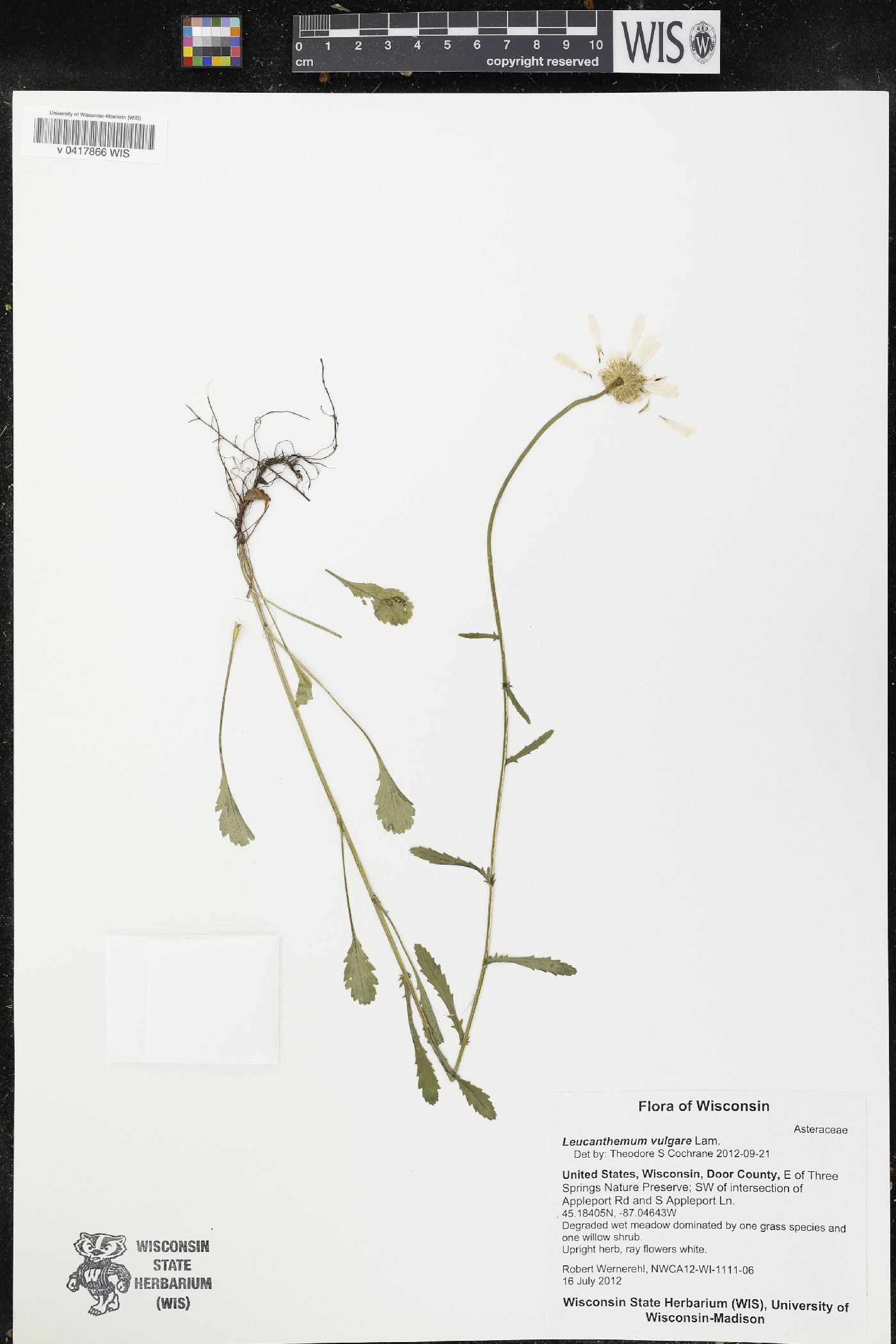 Leucanthemum vulgare image
