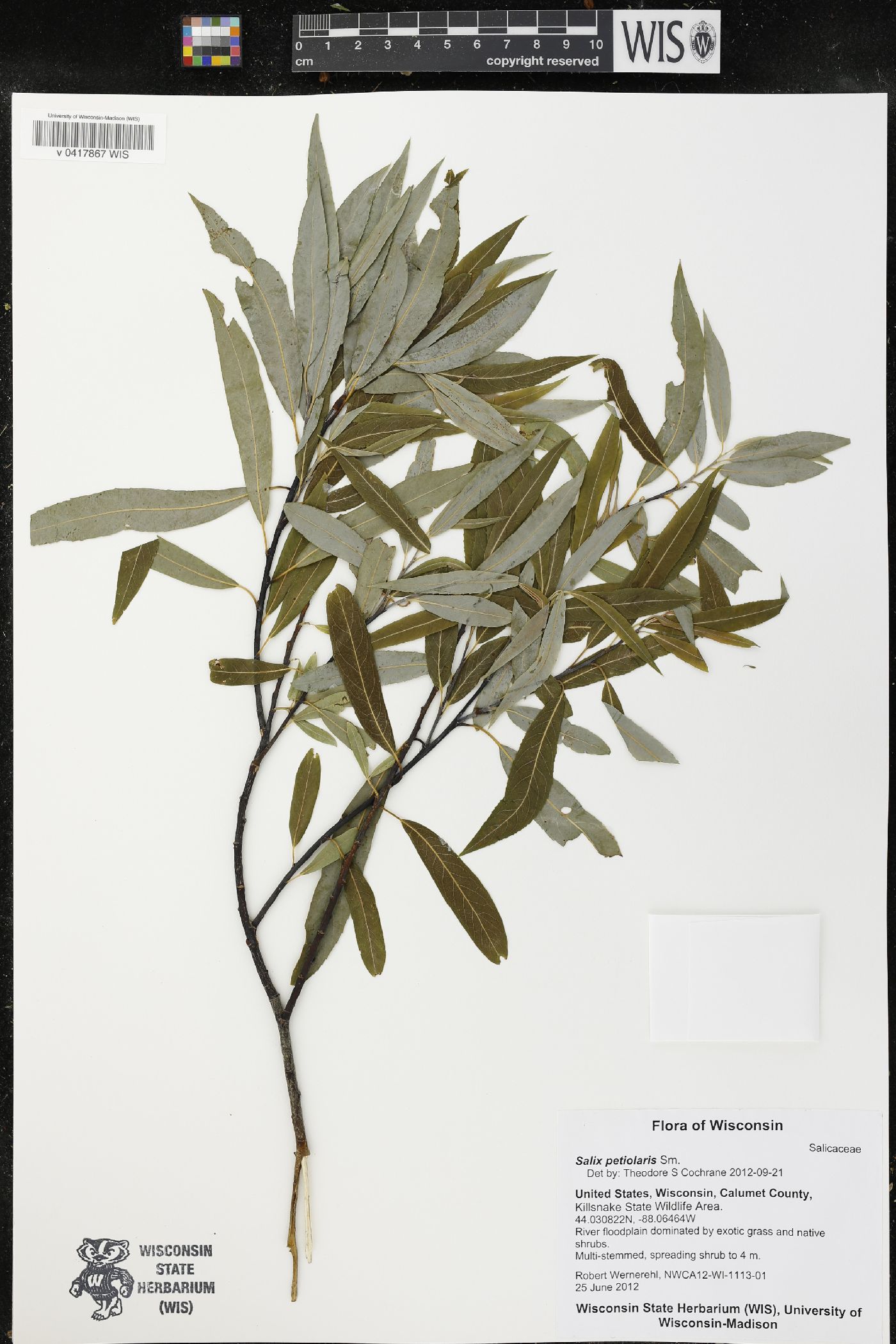 Salix petiolaris image