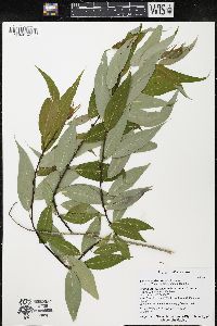 Salix amygdaloides image