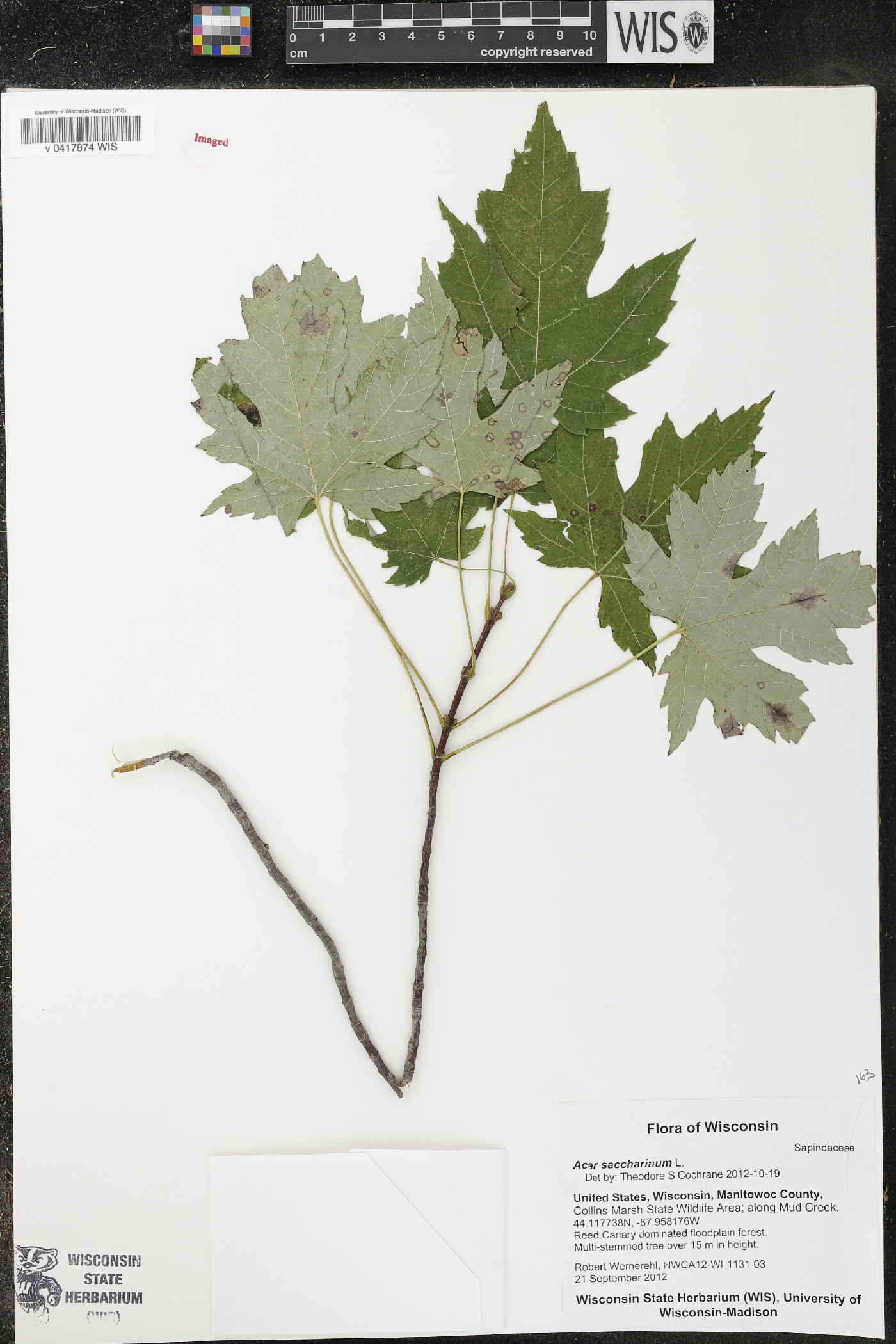Acer saccharinum image