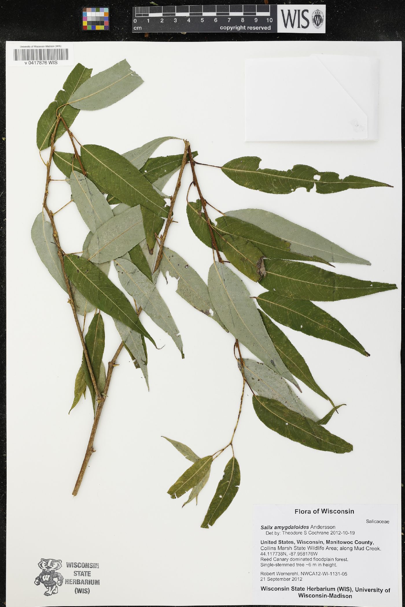 Salix amygdaloides image