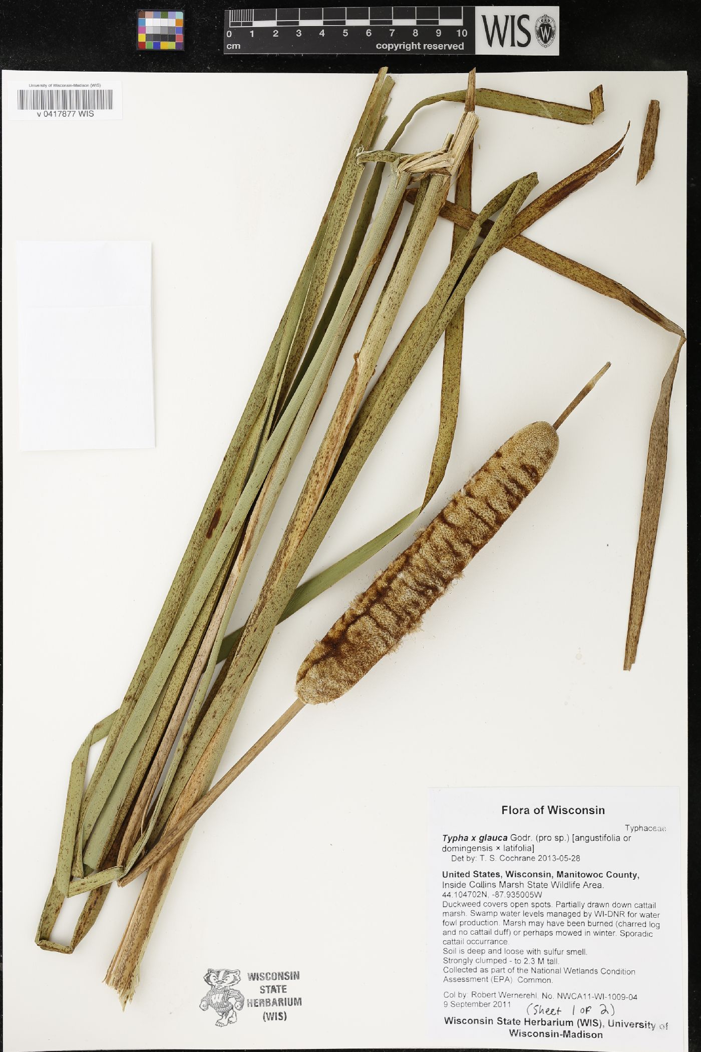 Typha X glauca image