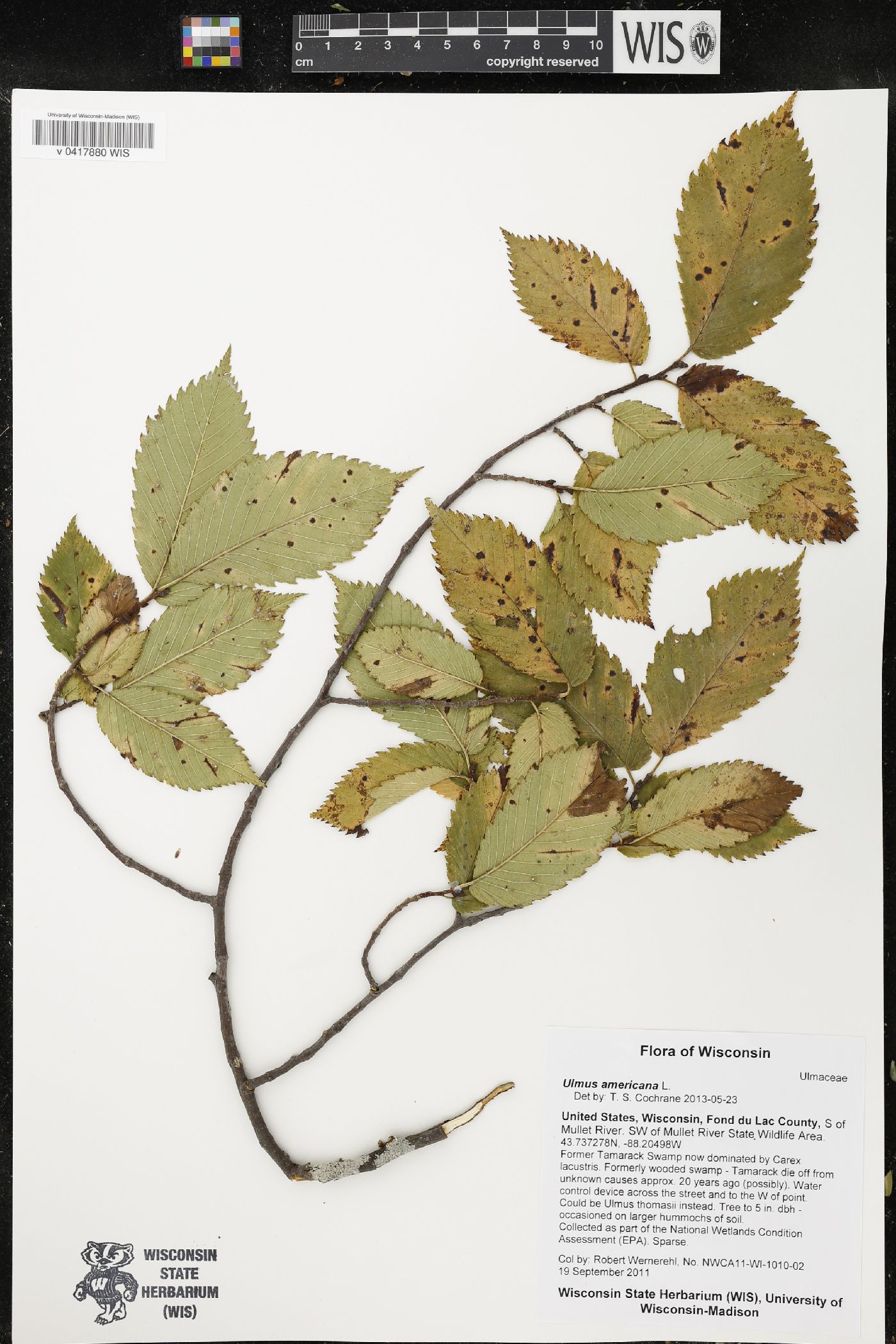 Ulmus americana image