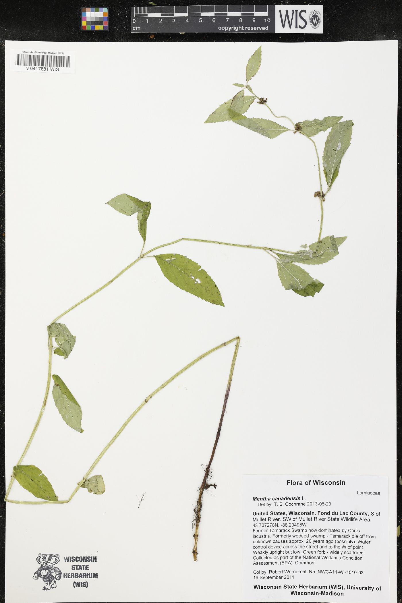 Mentha canadensis image