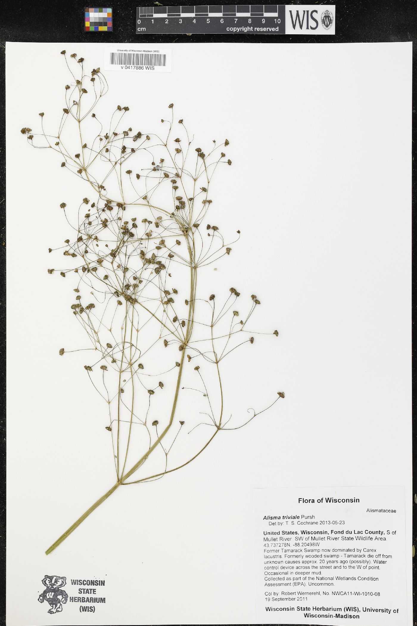 Alisma triviale image