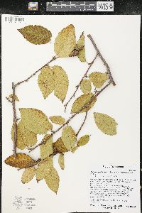 Betula alleghaniensis var. alleghaniensis image