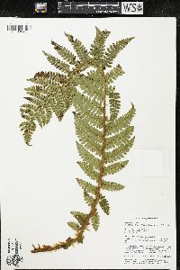 Polystichum braunii var. purshii image