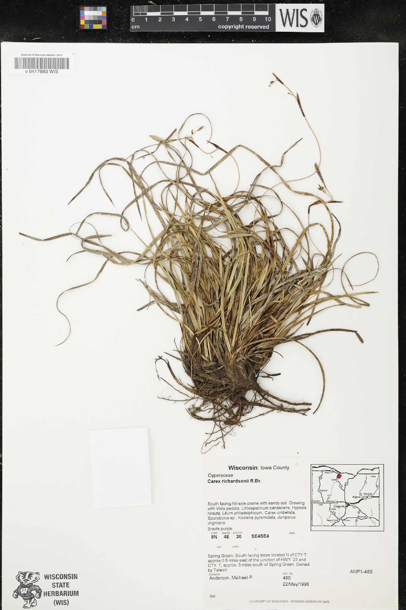 Carex richardsonii image