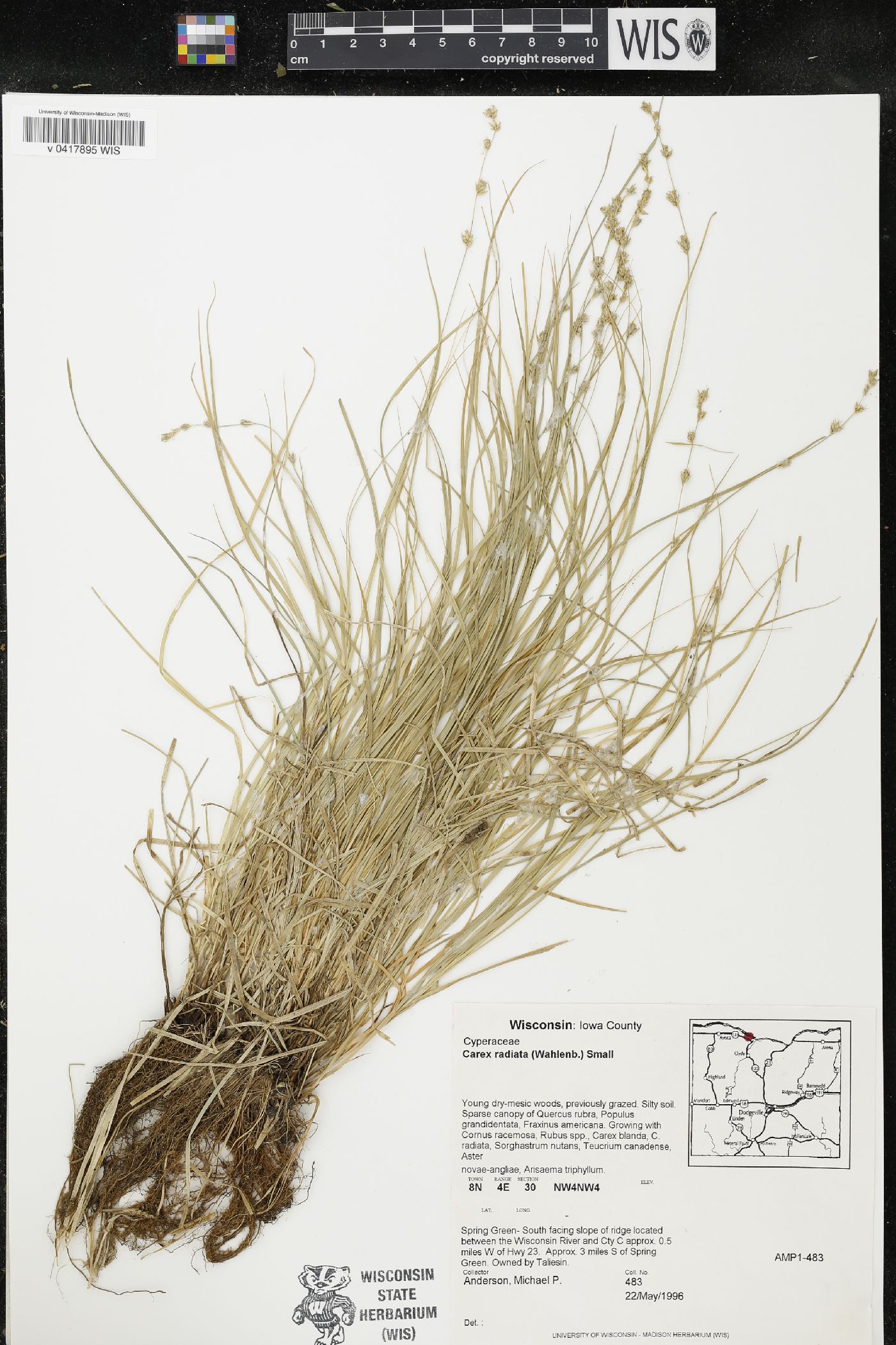 Carex radiata image