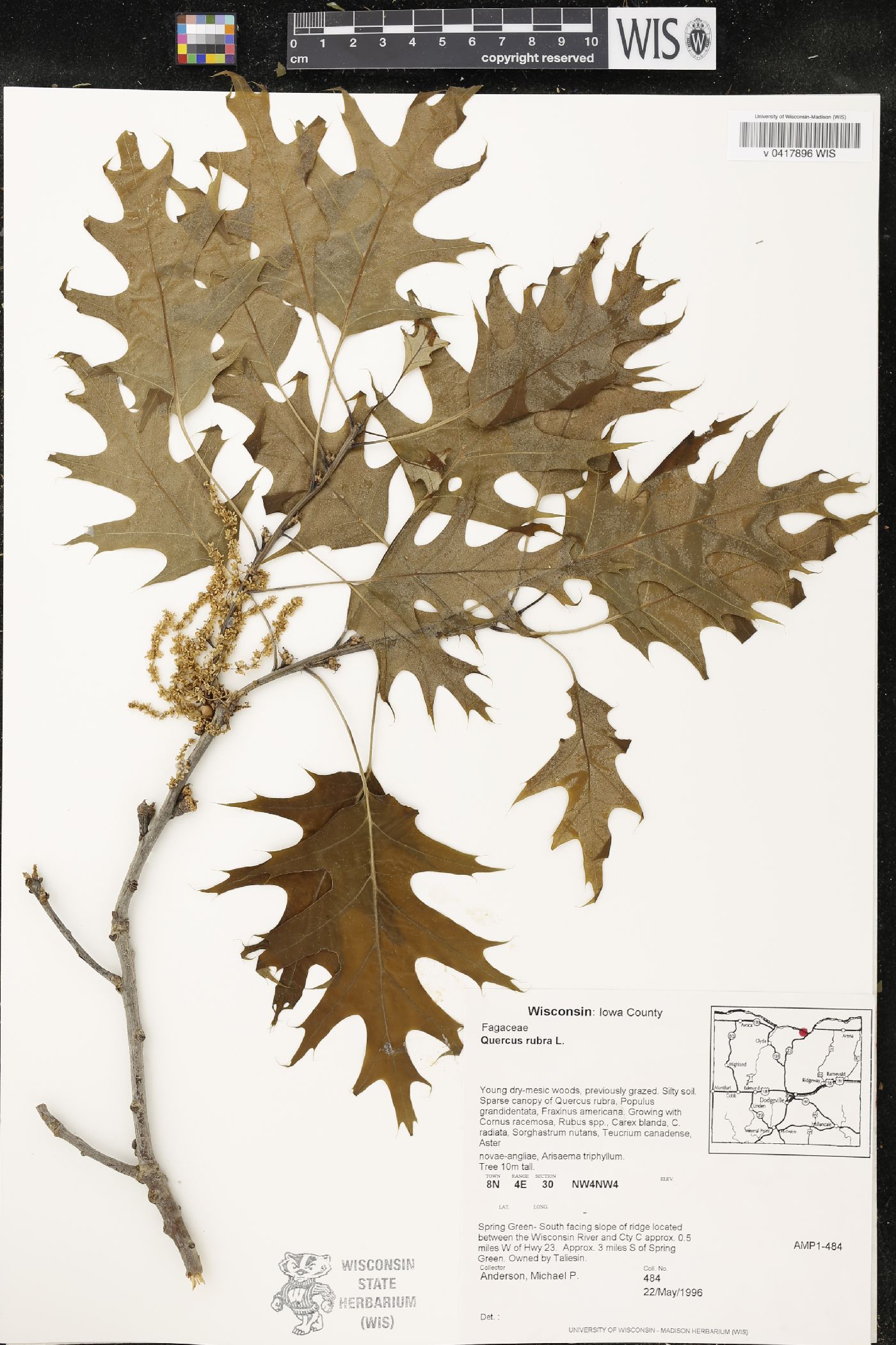 Quercus rubra image