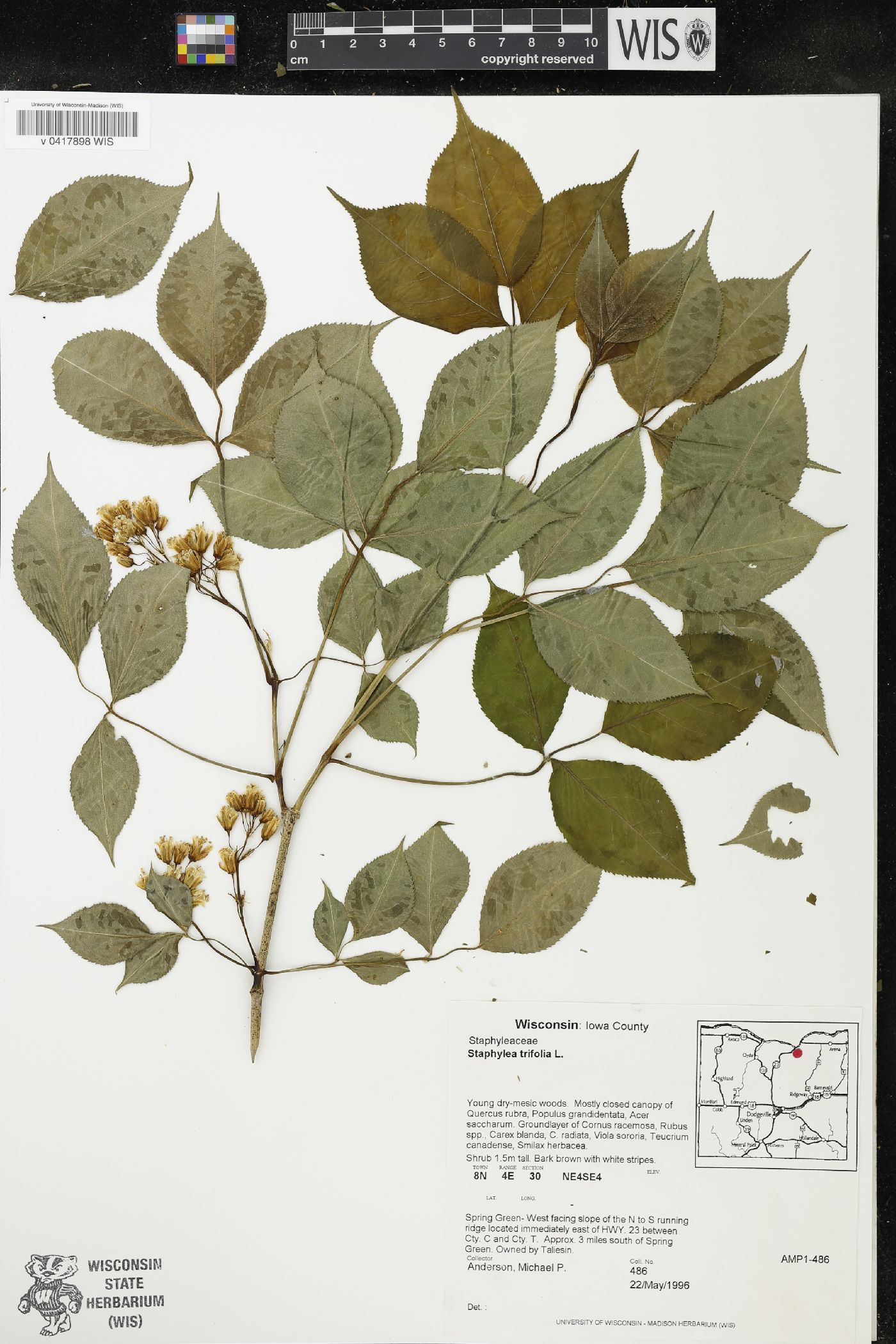 Staphylea trifolia image