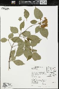 Viburnum lentago image