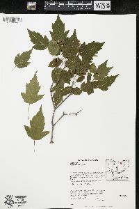 Acer ginnala image