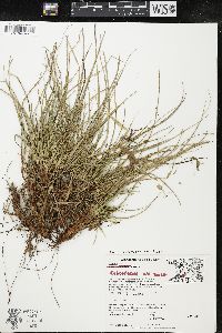 Carex rugosperma image