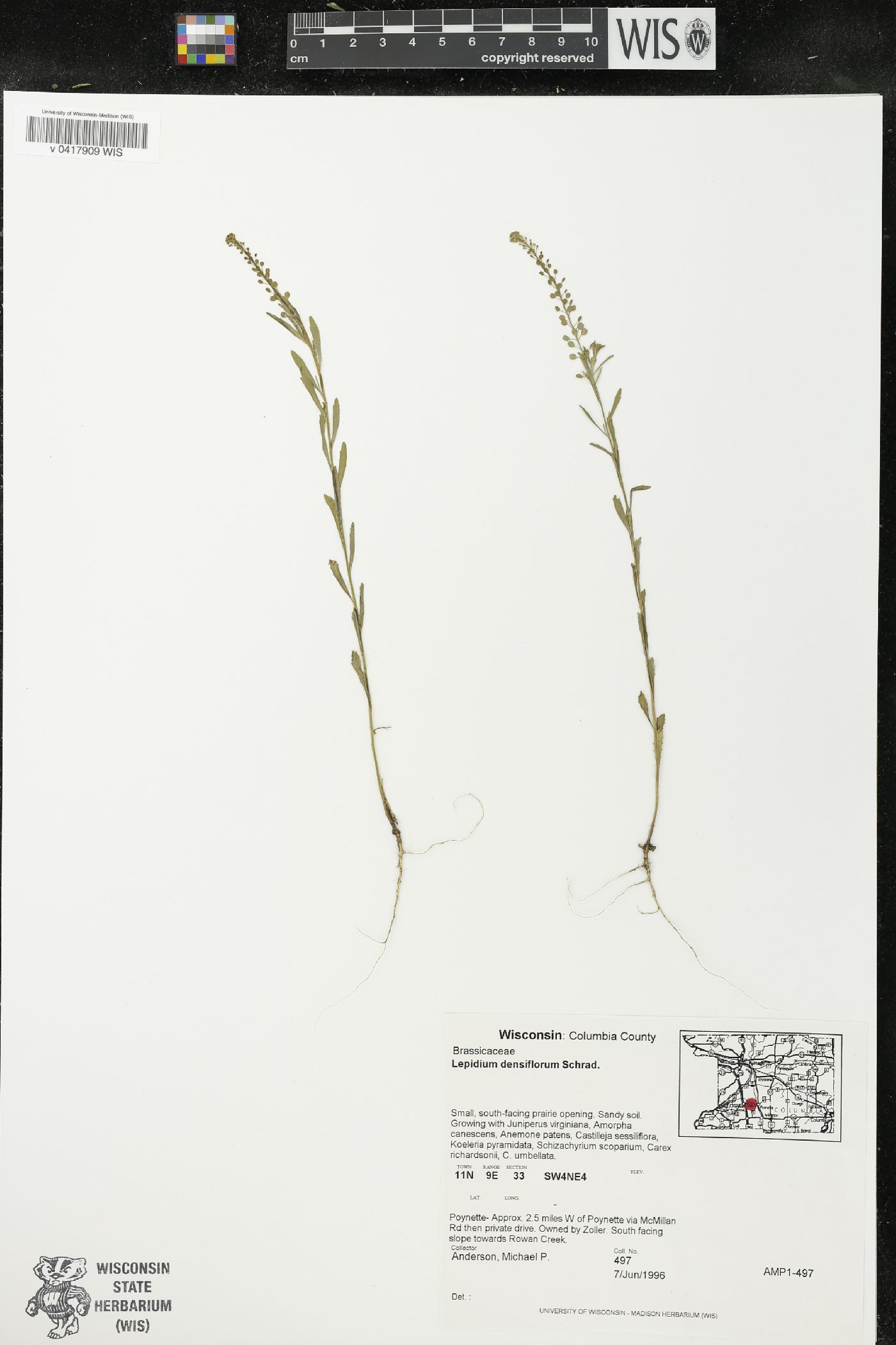Lepidium densiflorum image