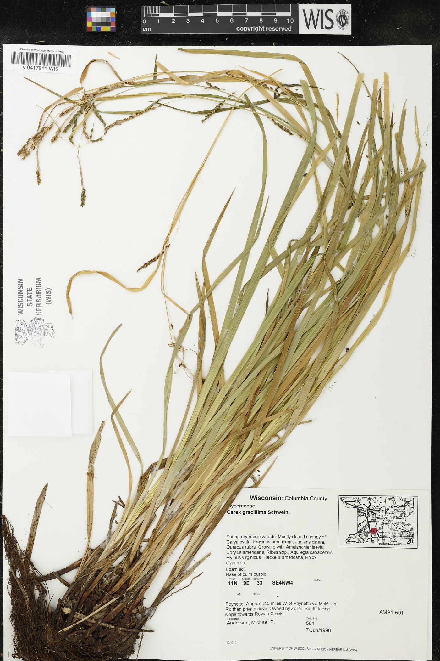 Carex gracillima image