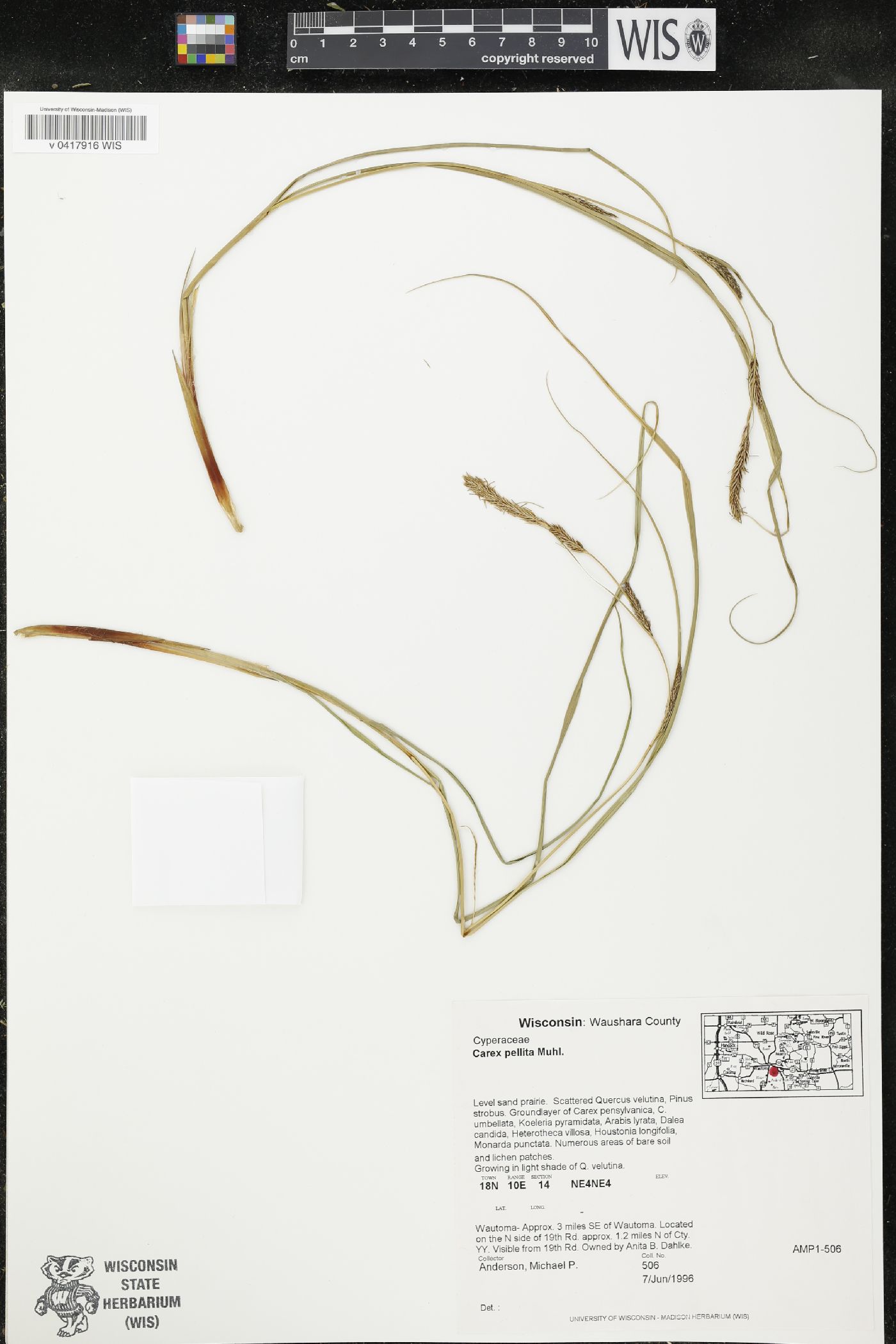 Carex pellita image