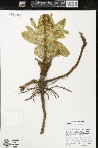 Petasites japonicus image