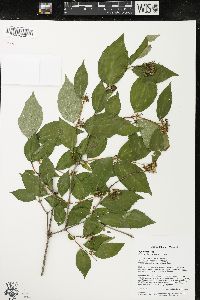 Philadelphus pubescens image