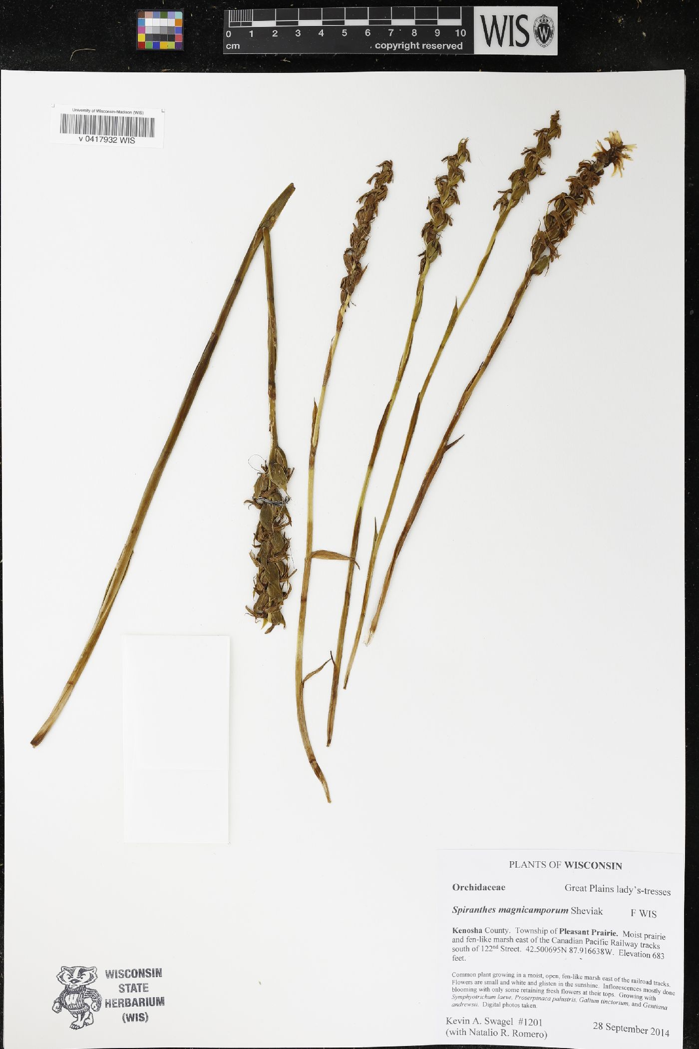 Spiranthes magnicamporum image