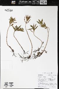 Proserpinaca palustris image