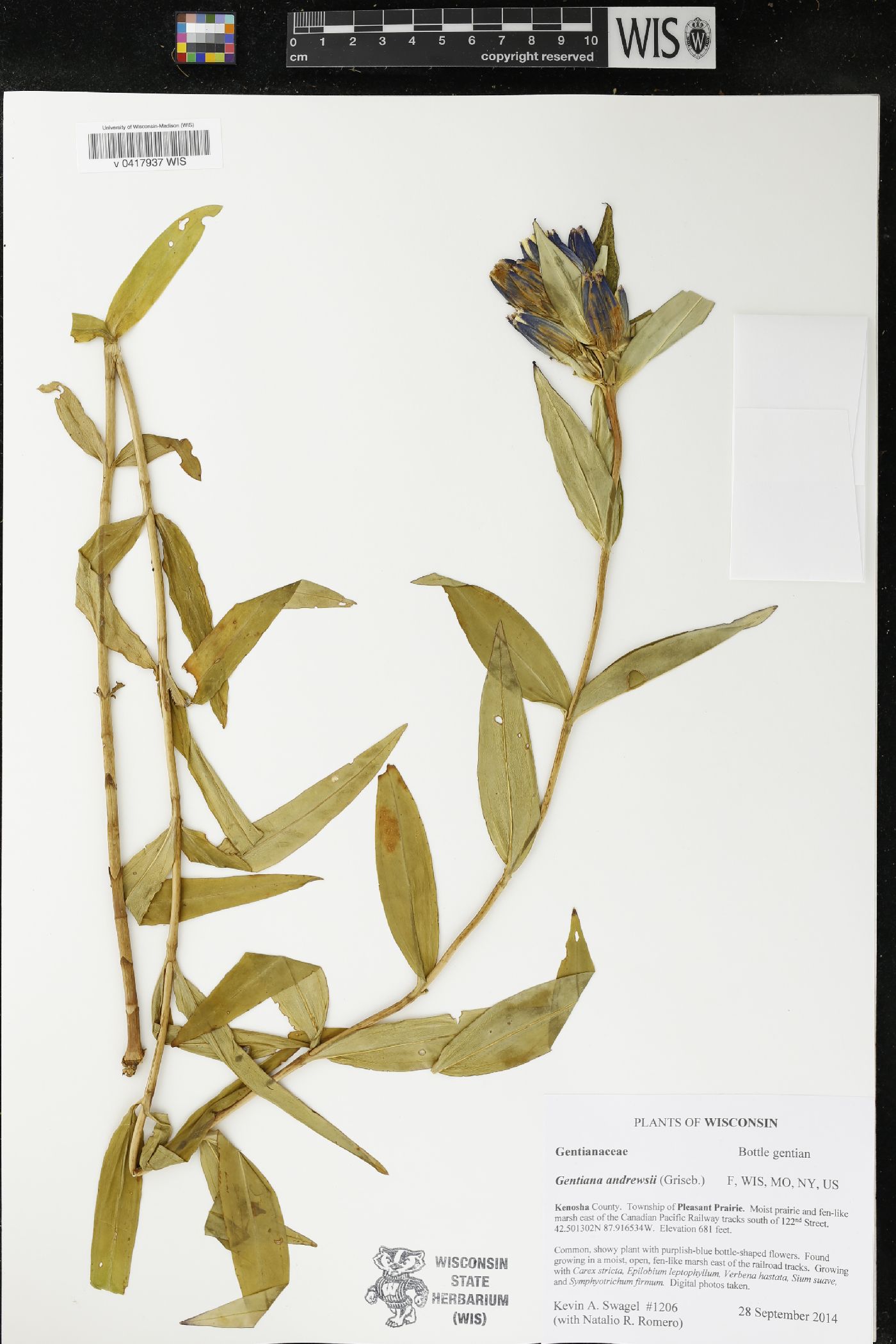 Gentiana andrewsii image