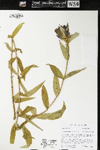 Gentiana andrewsii image