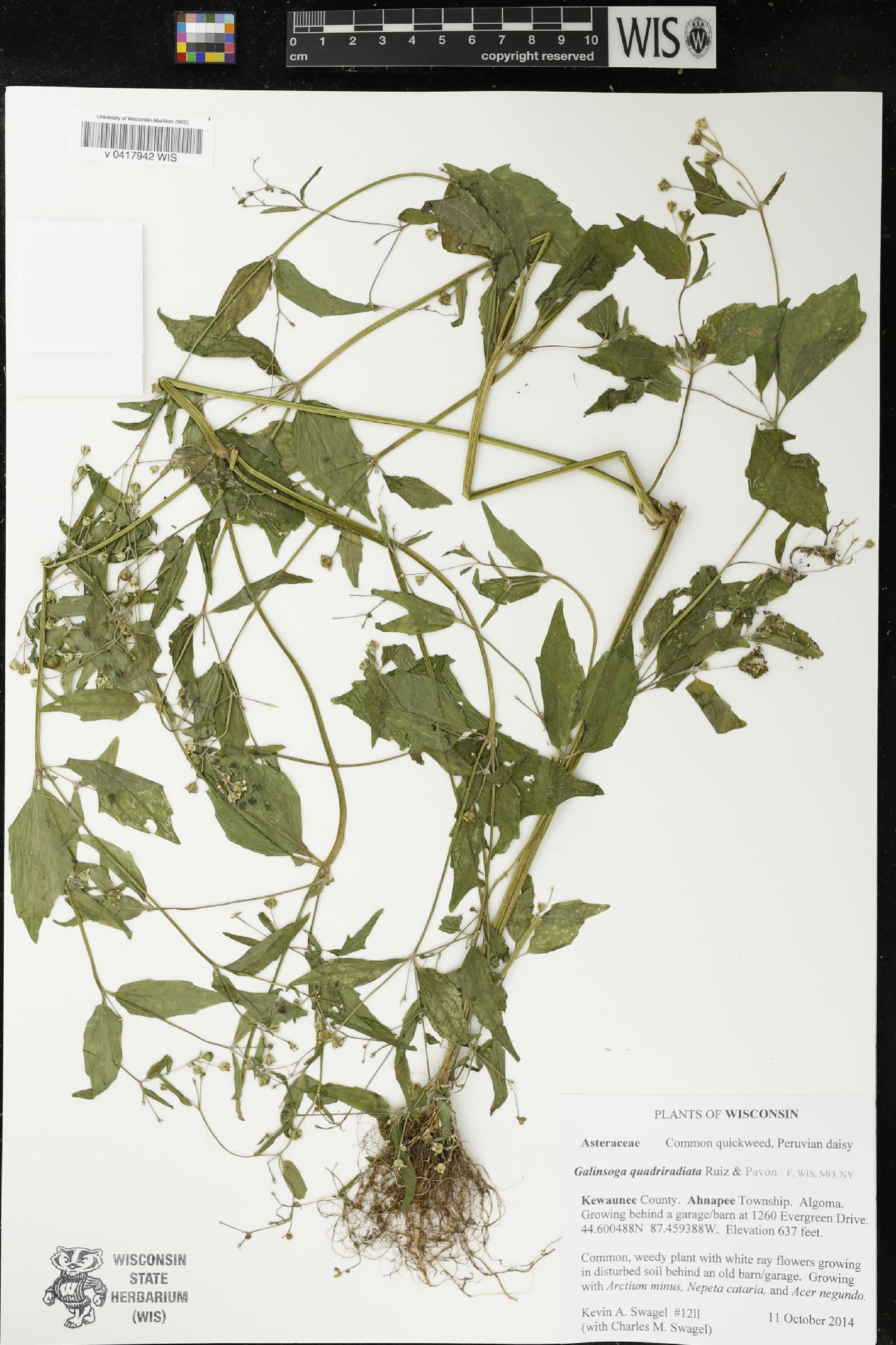 Galinsoga quadriradiata image